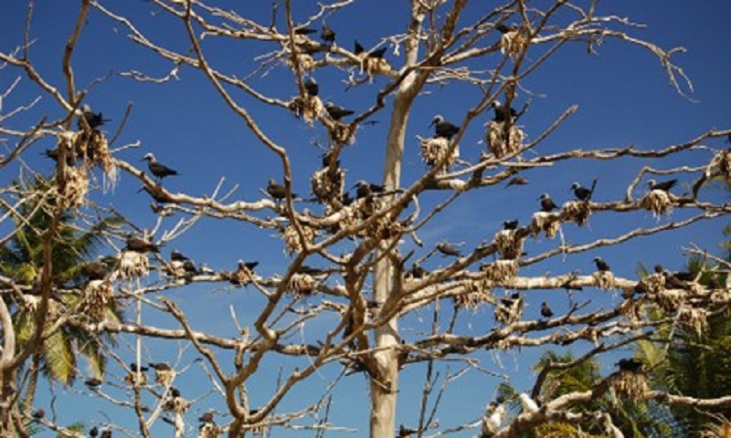 seychelles-booking-birds1-Bird-Island  (© Seychellen Buchen)