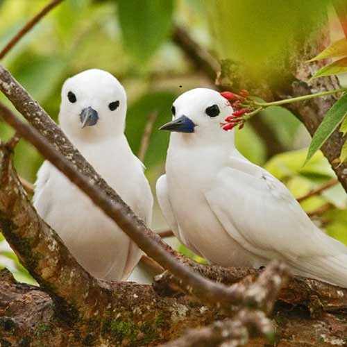 seychelles-booking-birds2-Bird-Island  (© Seychellen Buchen)