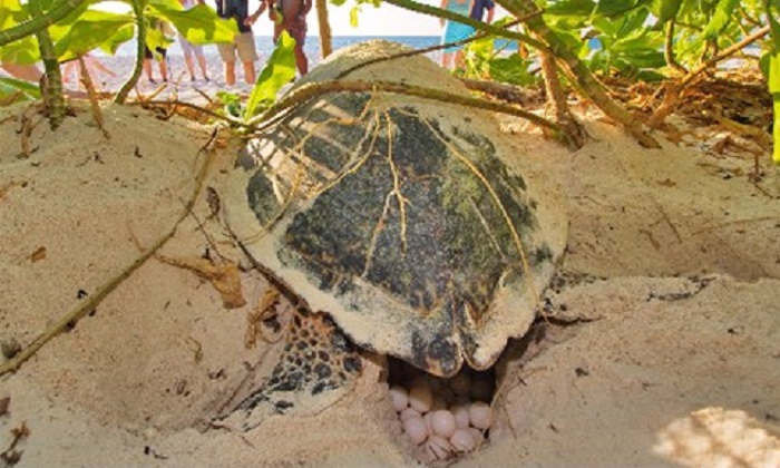 seychelles-booking-turtle1-Bird-Island  (© Seychellen Buchen)
